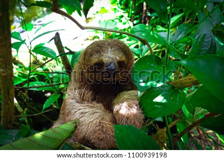 Young wild sloth in Costa Rica, sitting in a tree. 