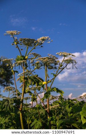 Heracleum Sosnowskyi on blue sky background. All parts of Heracleum Sosnowskyi contain the intense toxic allergen furanocoumarin.