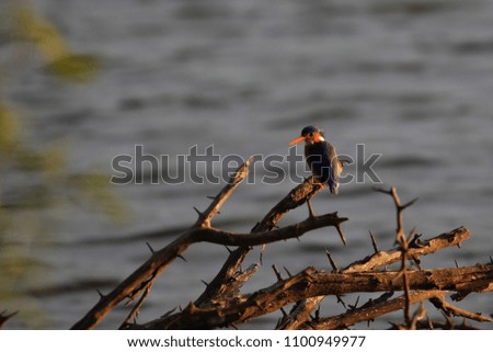 Malachite kingfisher bird on tree branches over dam, Kruger National Park