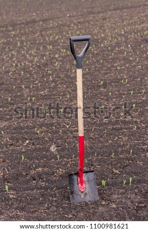 shovel stands in the ground, in the field, during the planting of the harvest