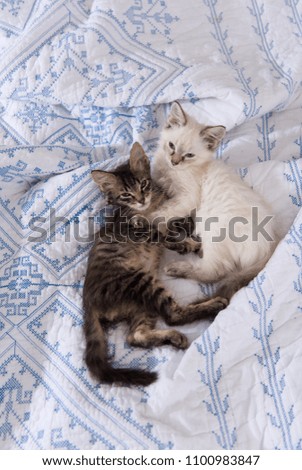 Adorable White and Tan and Tabby Kittens Sleeping on Soft Bed