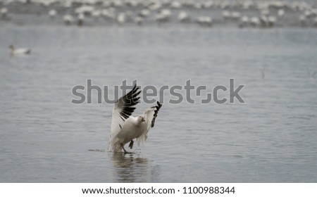 Snow Goose migrating through Quebec, Canada