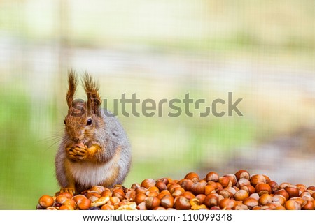 Photo of squirell eating nut