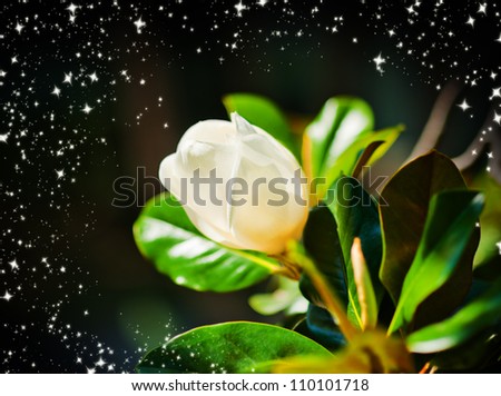 magnolia flower on black background with magic shine