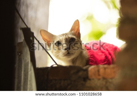 Cute cat with happy smiling expression. Free copy space for your text . Cat smile with red shirt.
