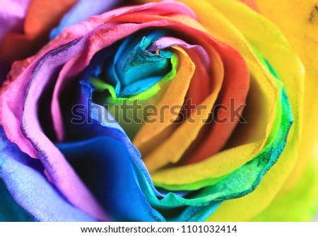 Macro of multi colored Rainbow Roses. With soft focus.