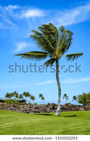 Windy day on a tropical golf course, grass, palm trees, and lava rocks, with a blue sky and white clouds in the background
