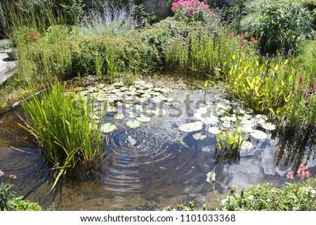 Natural backyard water pond with water plants and small water fountain