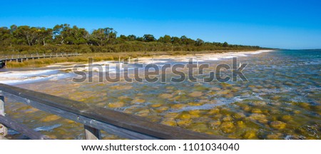 Rare colony of 6 kilometre long thrombolite   living rocks calcium carbonate accreted structures in shallow water, 3.5 billion years old seen from the board walk at Lake Clifton  ,Western Australia  .