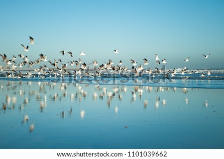 Flying over the beach near the ocean a flock of birds reflected in the surface of the water