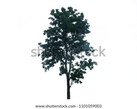 Wide view of the tree isolated on a white background.