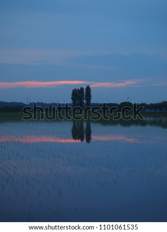 sunset lake tree silhouette         