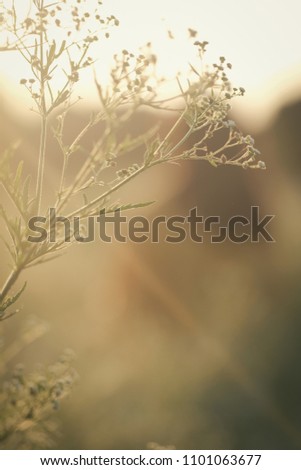 Wildflowers on a background of a girl wearing a yellow dress at sunset