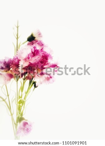 Pink carnation bilow to fill the for coppy space and text on white background.out of focus.