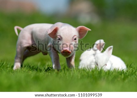 Newborn piglet and white rabbit on spring green grass on a farm