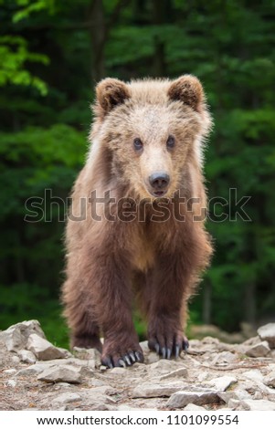 Brown bear cub in the forest. Animal in the nature habitat
