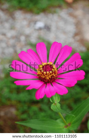 Zinnia Angustifolia Flower.Zinnias are popular garden flowers because they come in a wide range of flower colors and shapes, and they can withstand hot summer temperatures, and are easy to grow.