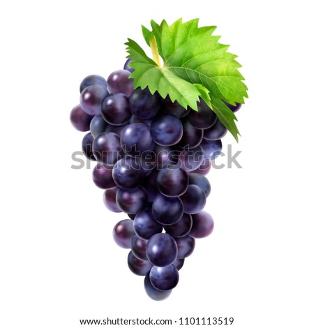 Isolated dark grape with green leaf in 3d illustration on white background Royalty-Free Stock Photo #1101113519