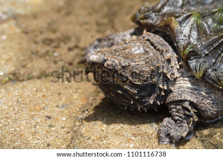 Alligator Snapping turtle in the small pool