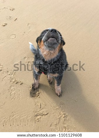 Cute young Australian Cattle Dog puppy on the beach in sunshine