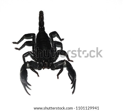 Scorpion Pandinus imperator, 6 months in front of white background.