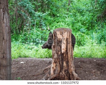 Wild boar hides behind a tree trunk