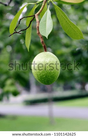 Fruits of ornamental trees in the garden