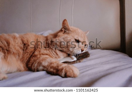 An old cat like to lick his brush