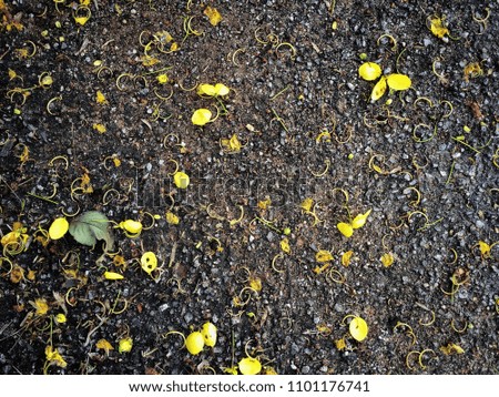 Tar or Rough black background or texture with yellow petals fall from the tree.