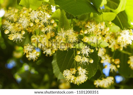 Blossoming linden branch in june day. Linden flowers background. Soft focus.
