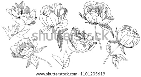 Wildflower peony flower in a style isolated. Full name of the plant: peony. wildflower for background, texture, wrapper pattern, frame or border.