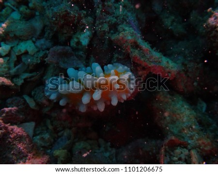 Nudi, Sea slug in the sea