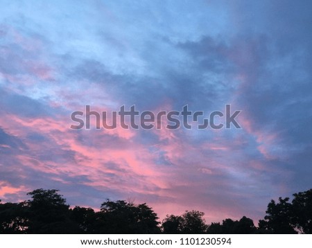 Silhouette trees in the park with a pink sky of sunrise in the morning