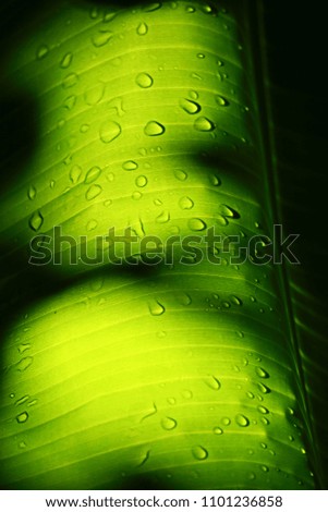 scenery fresh dew on surface of light green leaf in composition by shade and daylight on close up style so beautiful pattern for nature background
