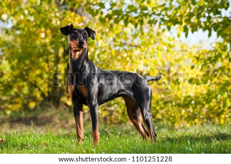 German pinscher dog in a summer meadow Royalty-Free Stock Photo #1101251228