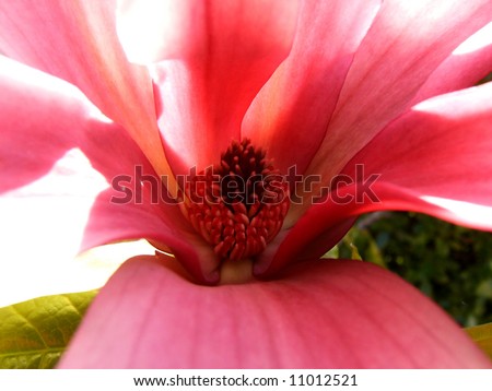 Centre of flower