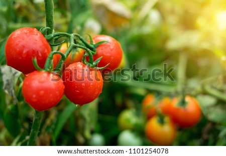 Ripe red tomatoes are on the green foliage background, hanging on the vine of a tomato tree in the garden. Royalty-Free Stock Photo #1101254078