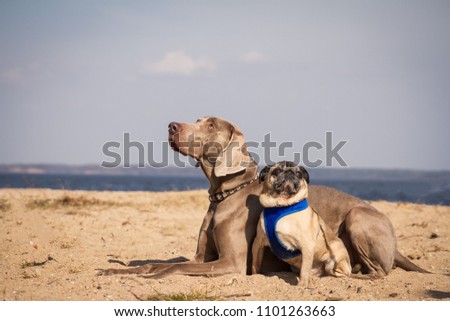 Weimaraner and pug posing in the beach. Couple of dogs outside.