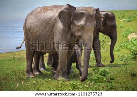 The couple of the Asian elephants with baby elephant after watering. The Pinnawala Elephant Orphanage. Pinnawala village, Sri Lanka. Wild animals under human protection.