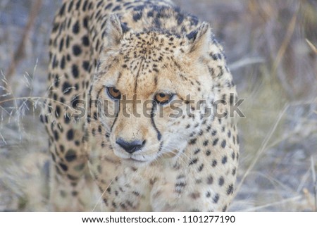 Cheetah walking in the tall, dry grass