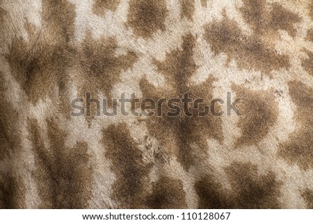 Leather giraffe.