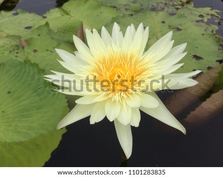 Beautiful lotus in the pool.