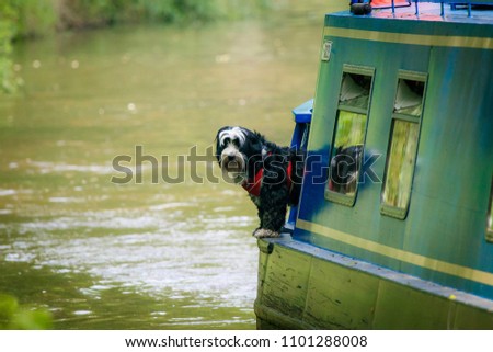 Dog On Look Out Royalty-Free Stock Photo #1101288008