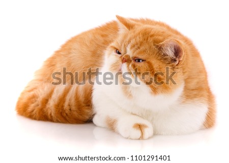 Beautiful, purebred cat. Kitten - portrait of Exotic cat siting on a white background