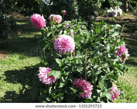 



Pink chrysanthemum flowers in the garden, sunlight shines on the lawn, Japanese grass in background. 