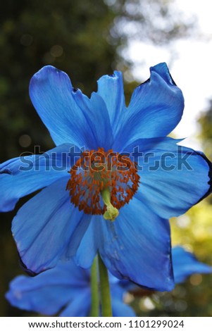 Blue Hymalayan Poppy