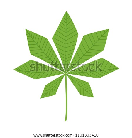 Chestnut leaf isolated on whte. Vector illustration in flat cartoon style.