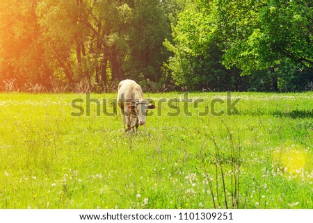 a lone bull, a cow grazing in a meadow, eating green grass on a sunny meadow