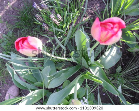 just blooming red tulips with green leaves of spring