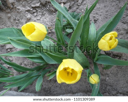 spring flowers yellow tulips